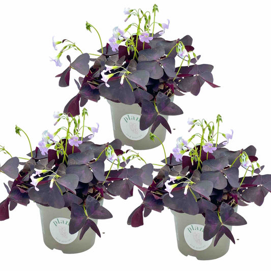 Lot de 3 Oxalis Triangularis - plantandstories