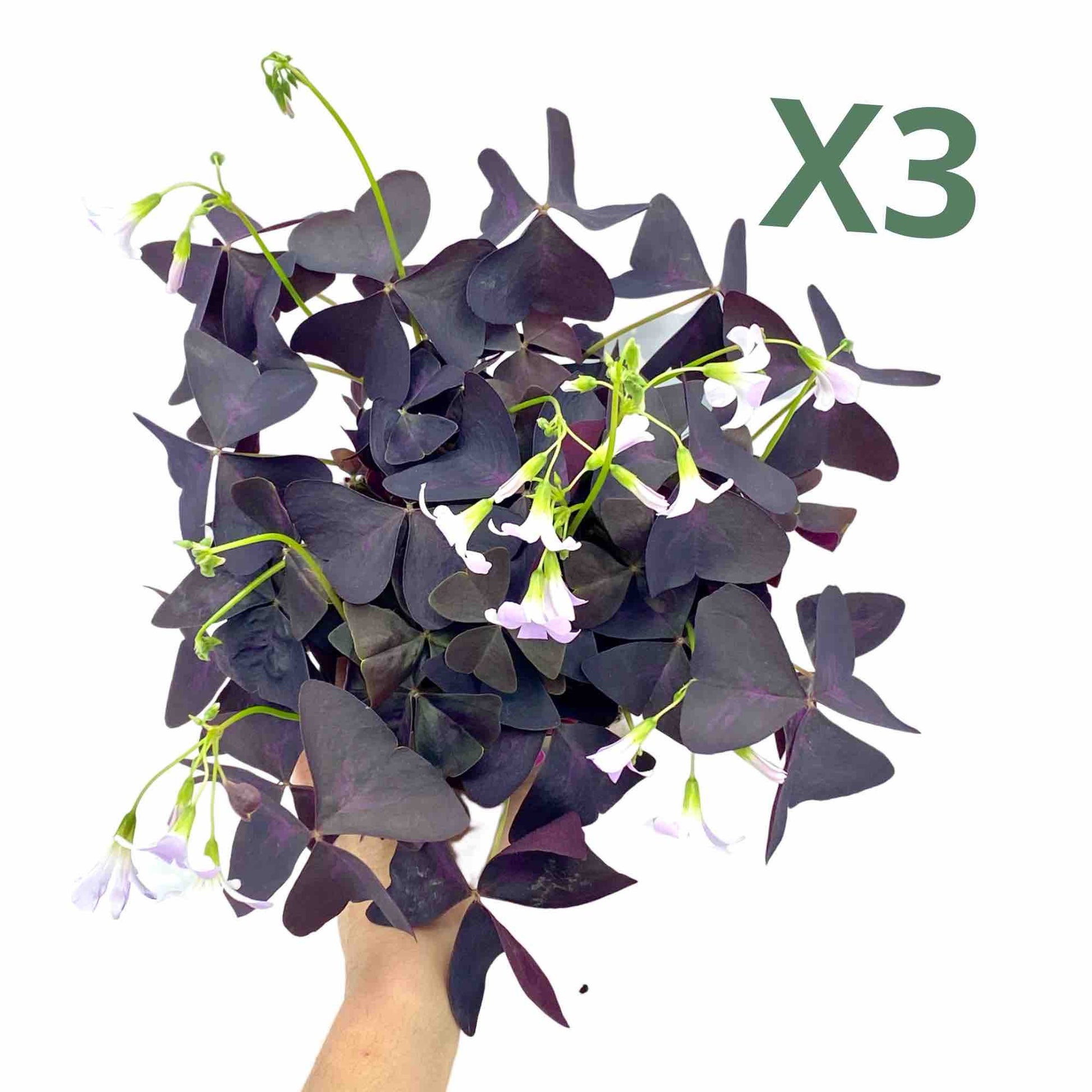 Lot de 3 Oxalis Triangularis - plantandstories