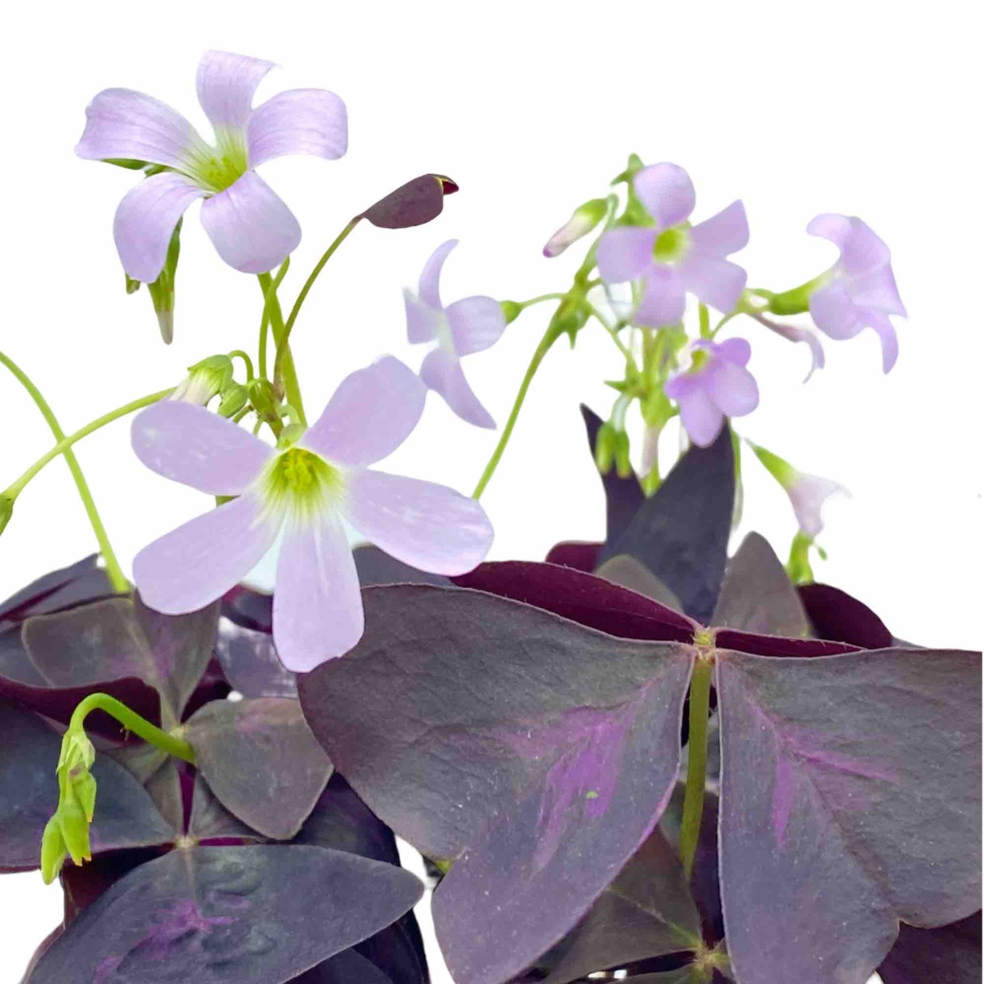 Lot de 3 Oxalis Triangularis - plantandstories