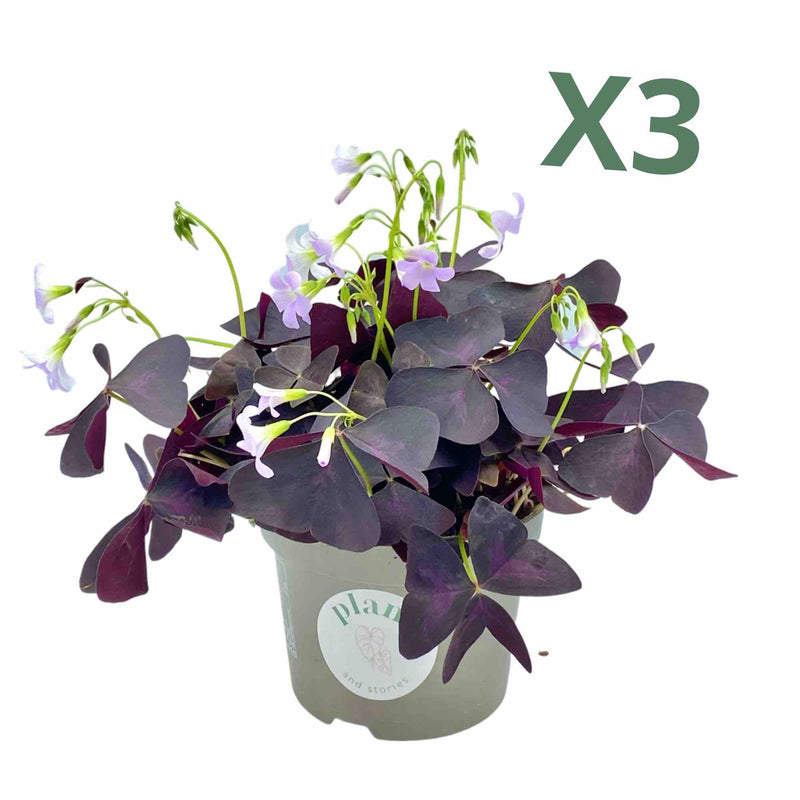 Lot de 3 Oxalis Triangularis