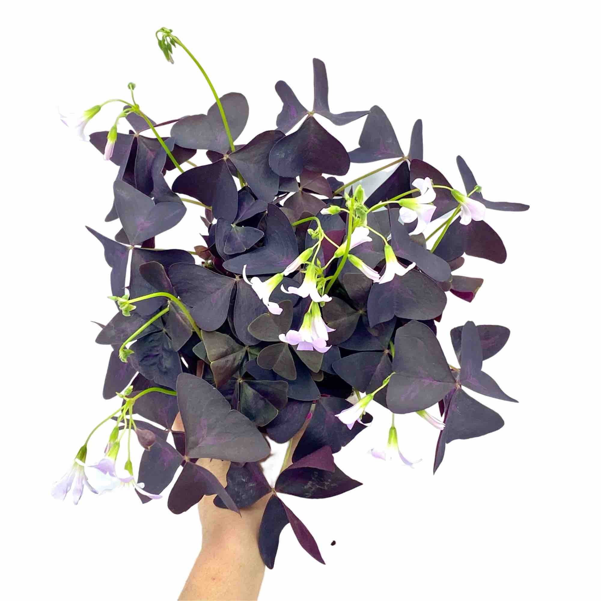 Oxalis triangularis, Purple Foliage, Butterfly Clovers