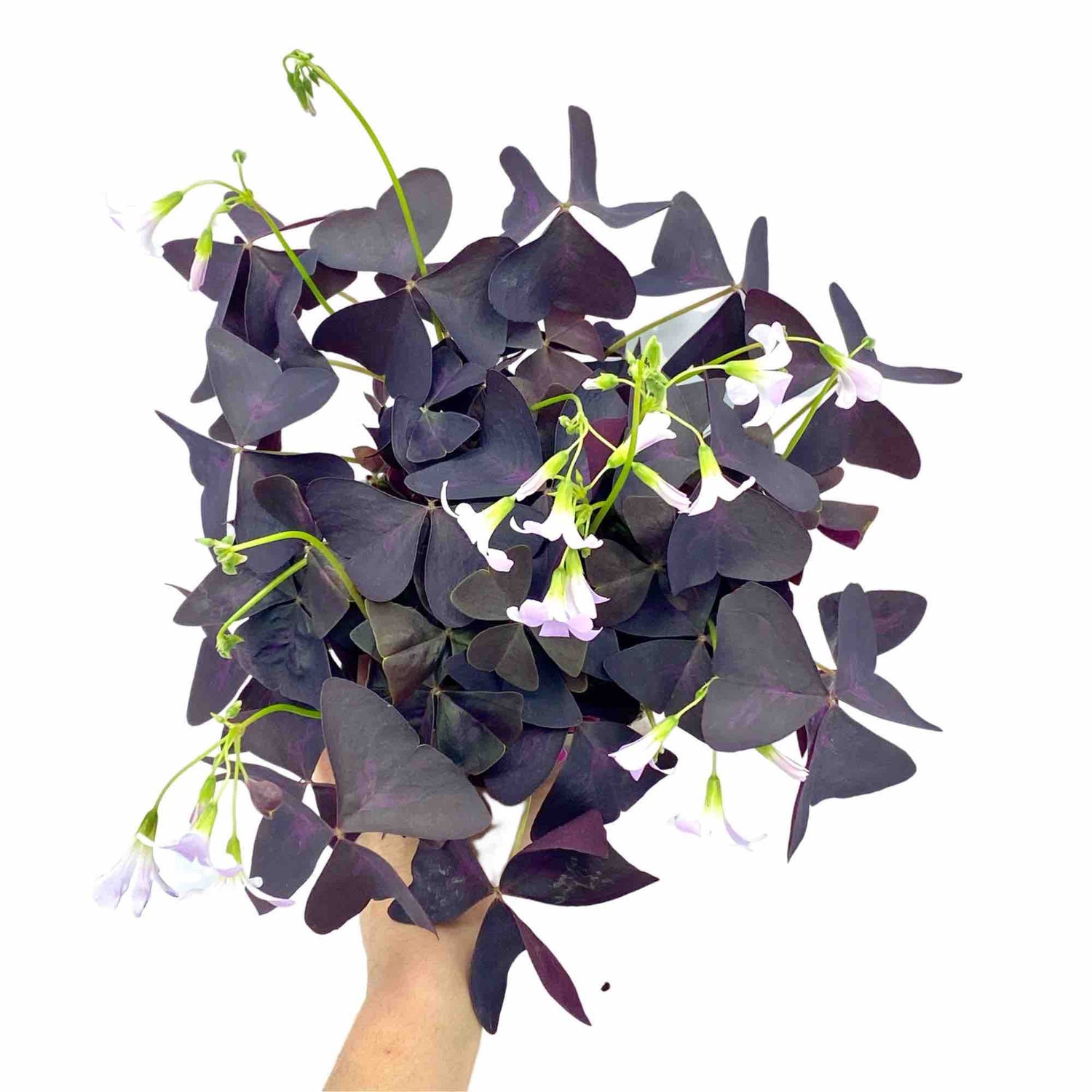 Plante d'intérieur Oxalis Triangularis au feuillage violet pourpre et délicates petites fleurs roses sur fond blanc