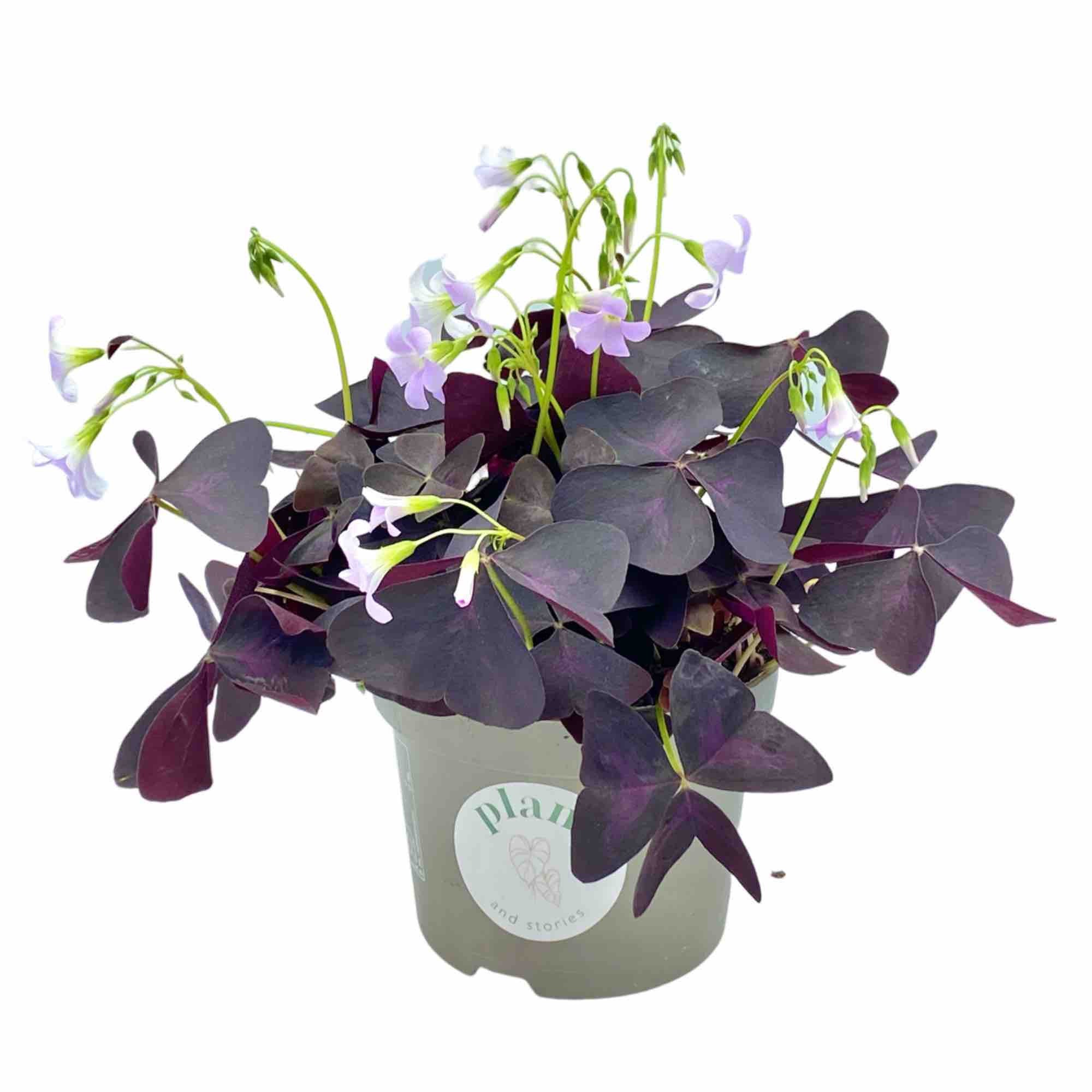 Oxalis triangularis, Purple Foliage, Butterfly Clovers