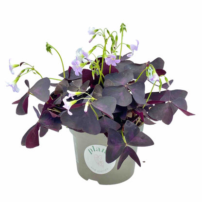 Oxalis Triangularis