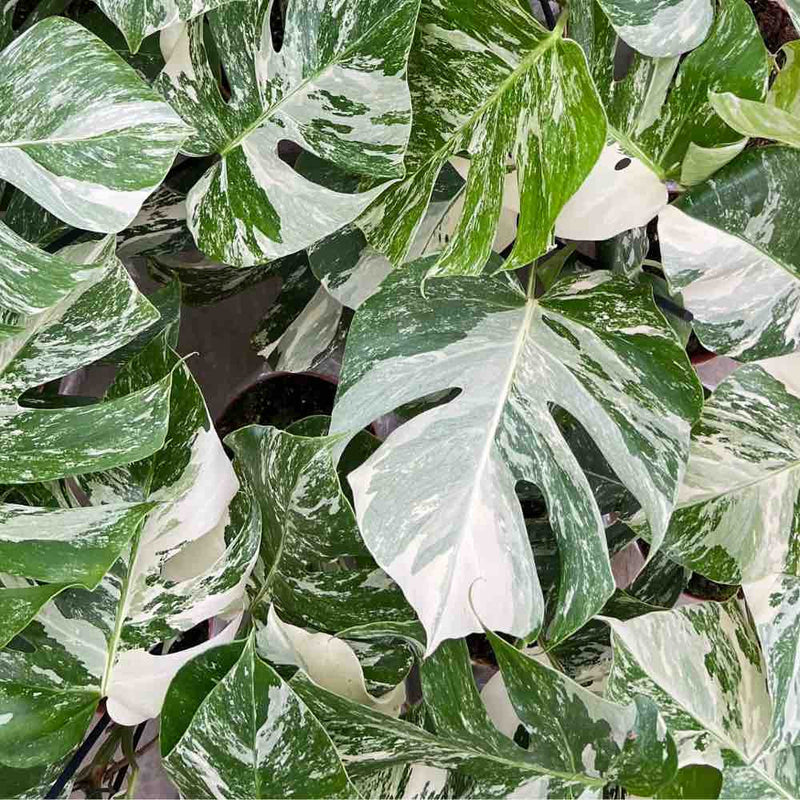 Monstera Variegata