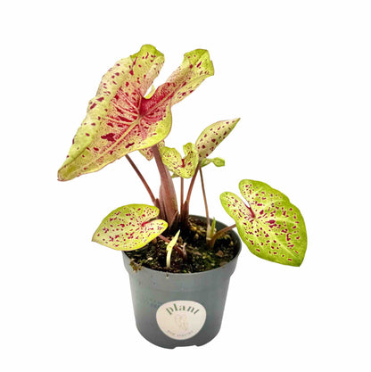 Caladium Miss Muffet