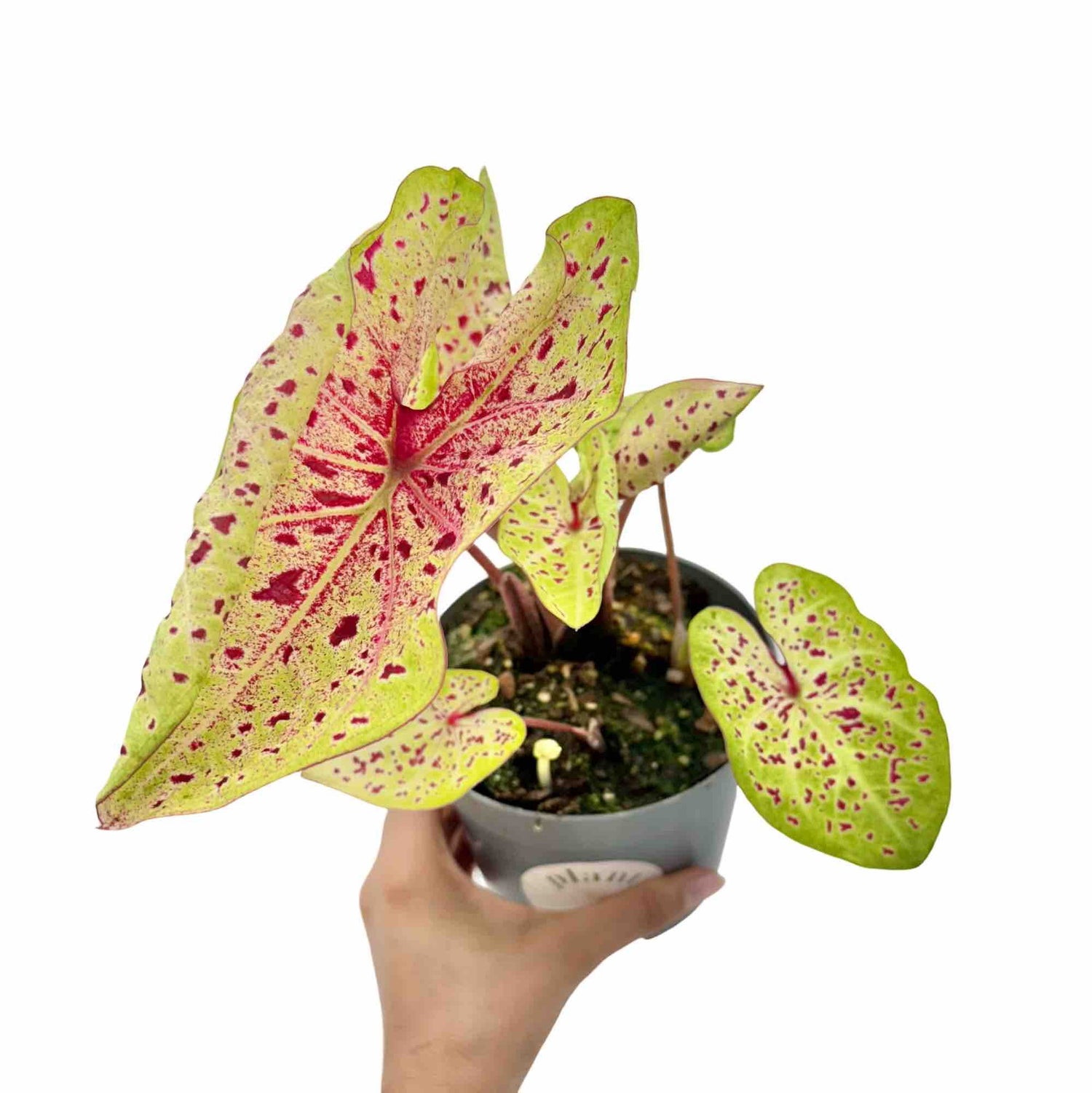 Caladium Miss Muffet avec de grandes feuilles vert citron et des taches rose rouge vif dans un pot gris