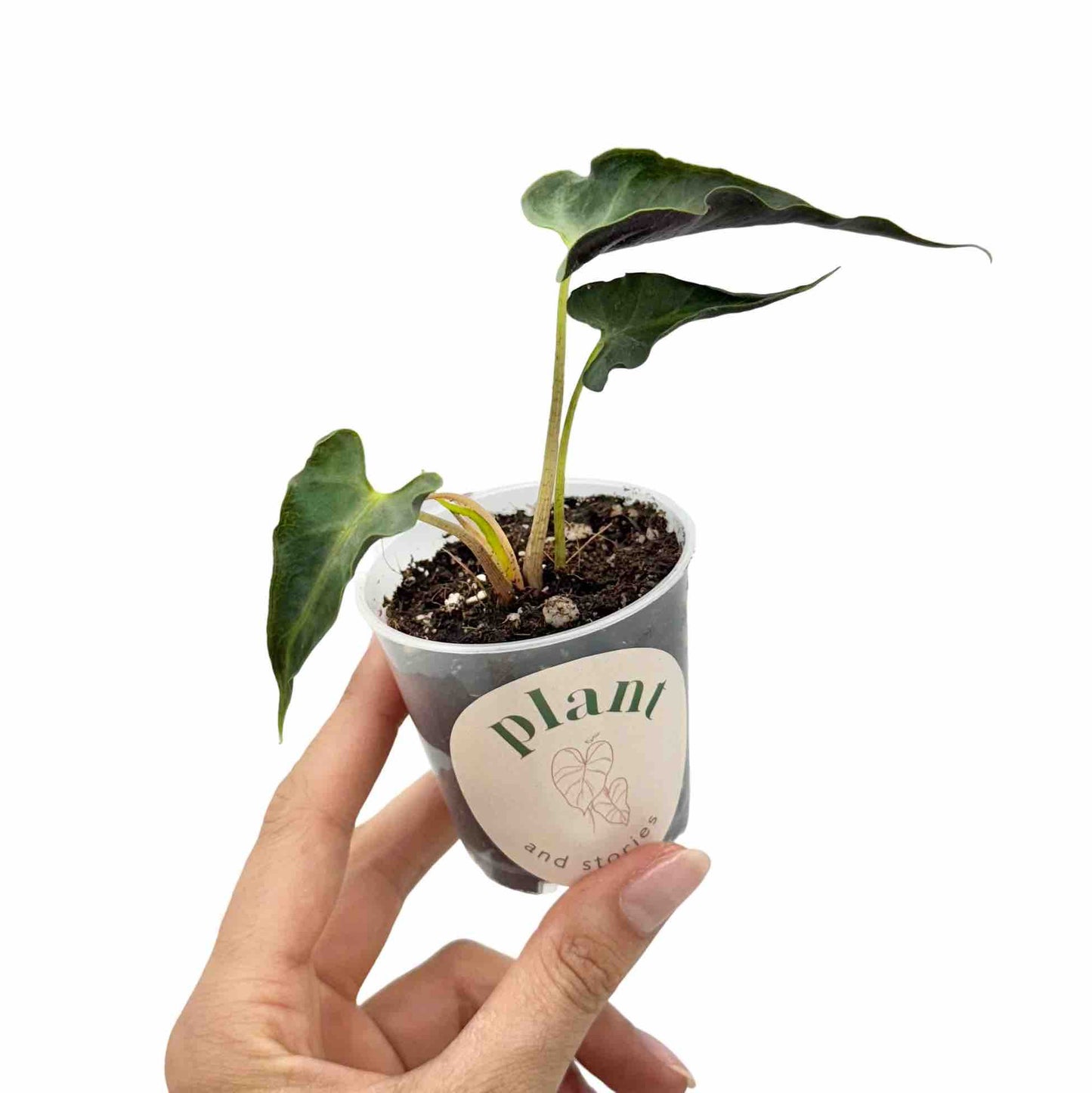 Alocasia Loco