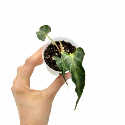 Alocasia Loco