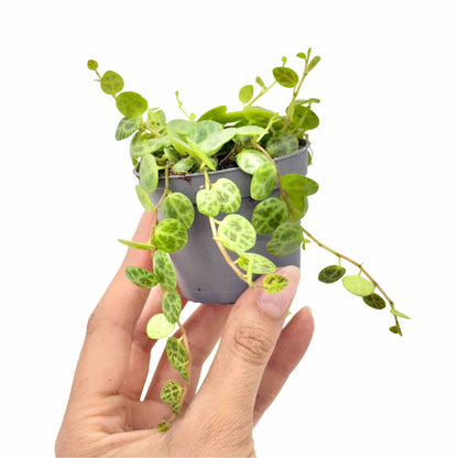 jade necklace plant peperomia Peperomia Prostrata Climbing Plant with Unique Textured Foliage – plantandstories