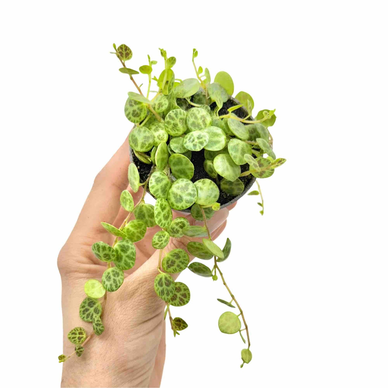 Peperomia Prostrata en pot noir avec ses petites feuilles rondes vertes marbrées de motifs sombres et des tiges retombantes
