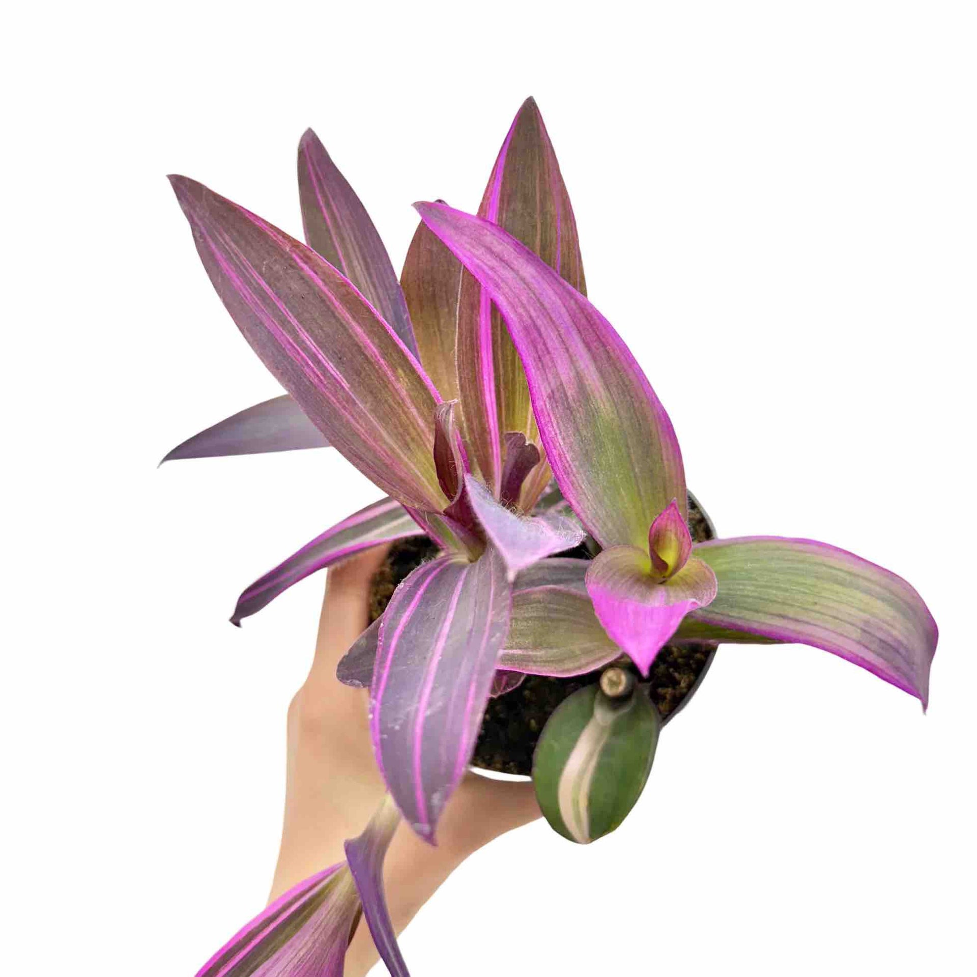indoor plant to hang tradescantia pallida purple heart Tradescantia Pallida Purple Heart – plantandstories