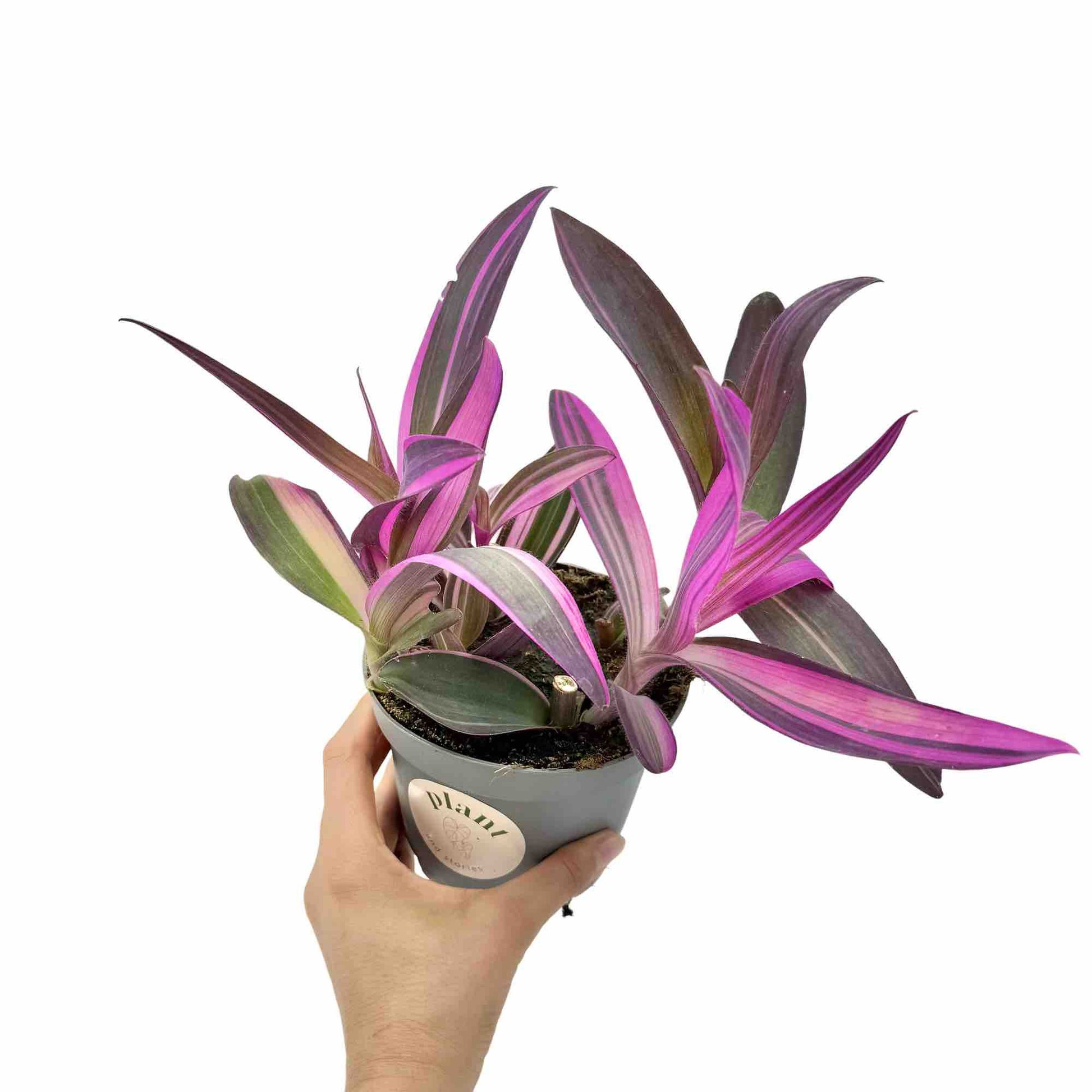 indoor plant to hang tradescantia pallida purple heart Tradescantia Pallida Purple Heart – plantandstories
