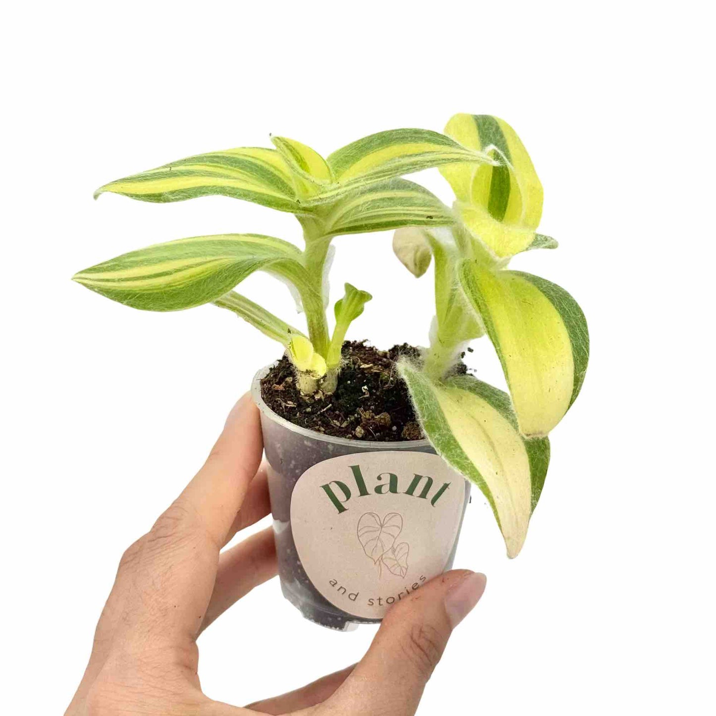 Tradescantia Sillamontana Brown - plantandstories
