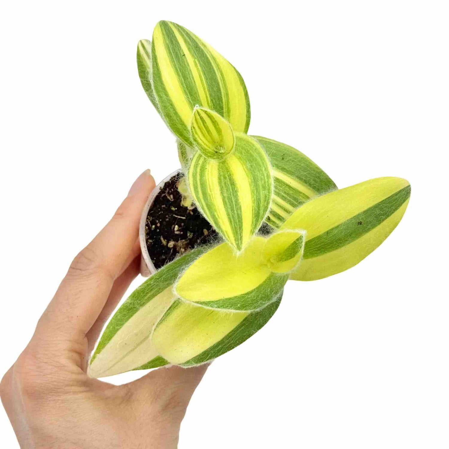 Tradescantia Sillamontana Brown aux feuilles duveteuses et rayées de vert clair et jaune, en pot de culture blanc