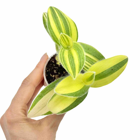 Tradescantia Sillamontana Brown