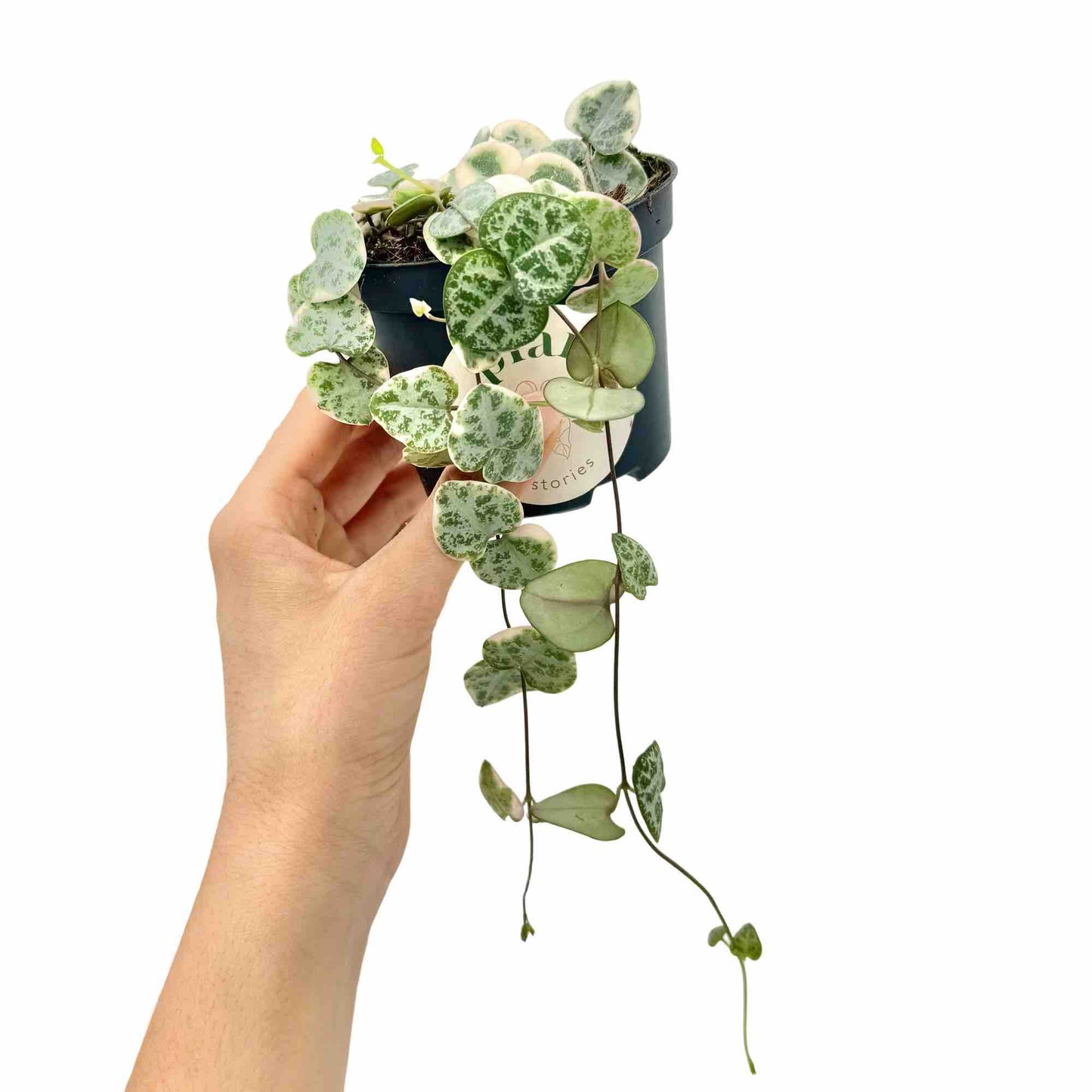 Ceropegia Woodii variegata - plantandstories