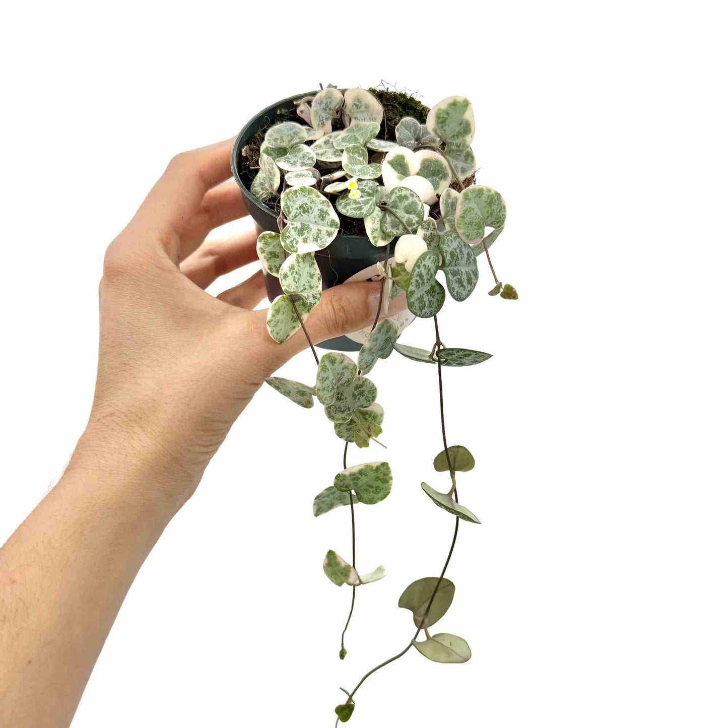 Ceropegia Woodii variegata - plantandstories