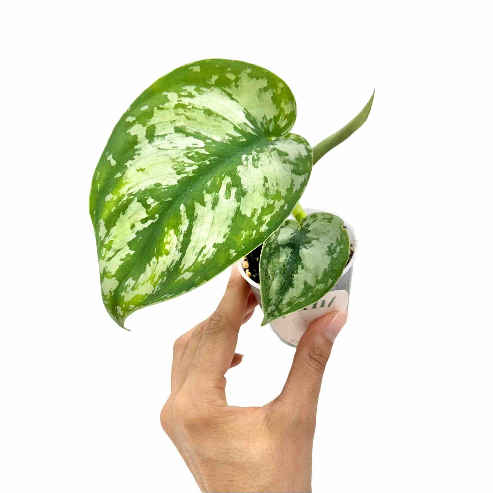 Une petite bouture de Scindapsus Pictus Exotica au feuillage vert et argenté, dans un pot transparent