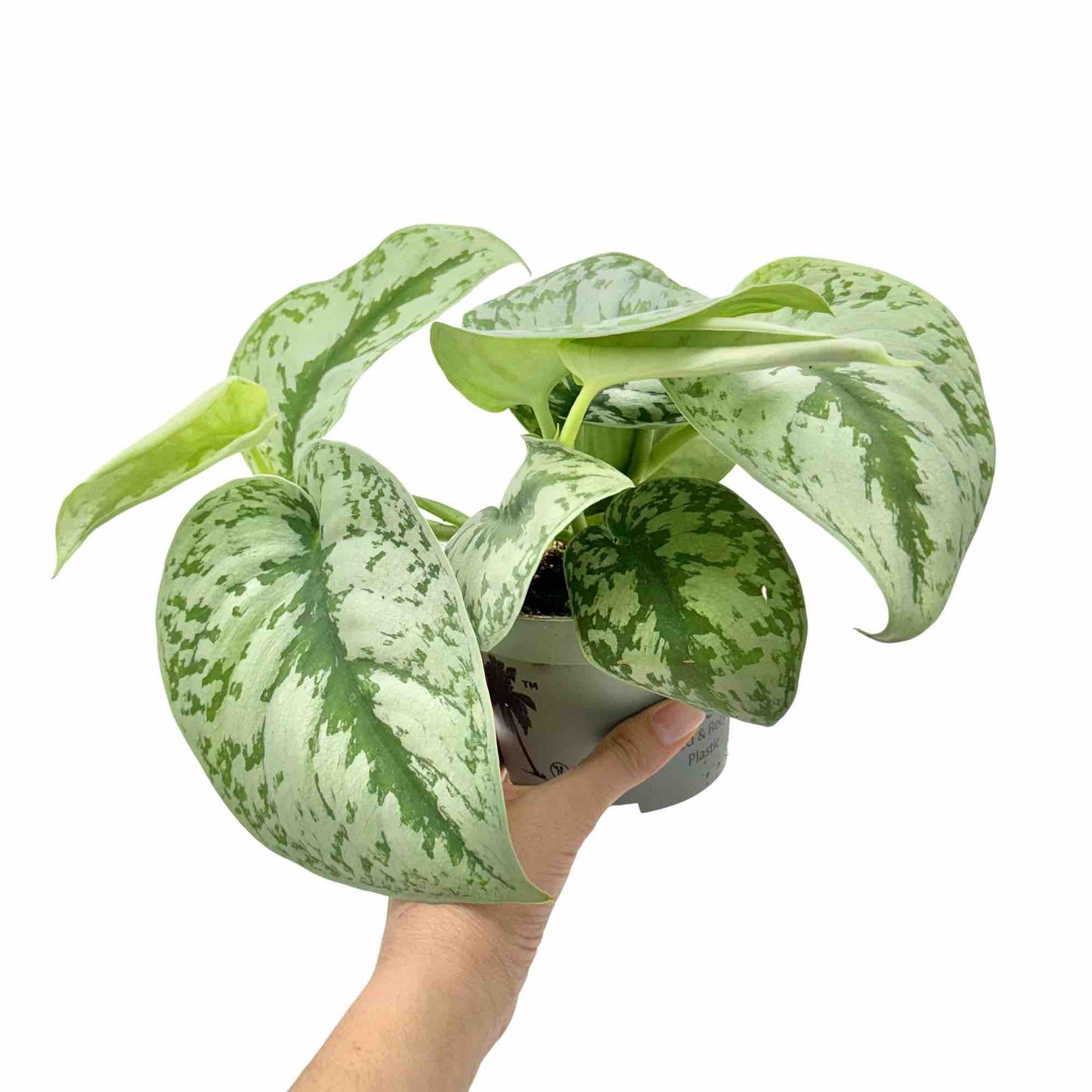 Scindapsus Pictus Exotica - plantandstories