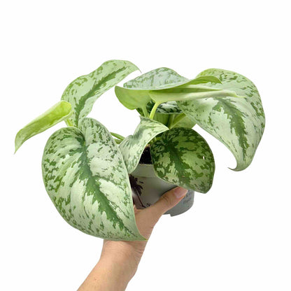 Scindapsus Pictus Exotica - plantandstories