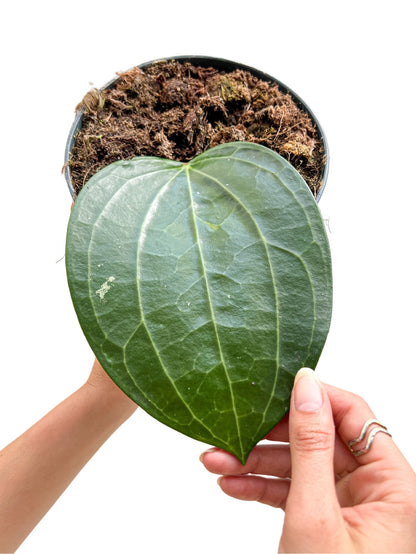 Gros plan sur une Hoya Latifolia, montrant une grande feuille vert foncé aux nervures bien marquées, dans un pot noir rempli de substrat