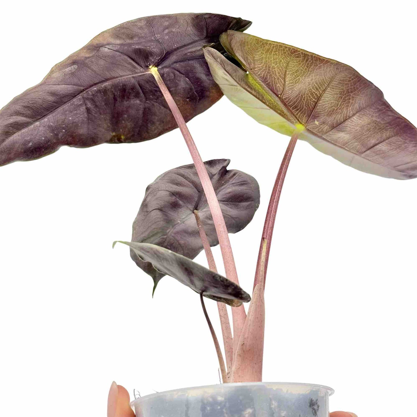 Alocasia Pink Dragon
