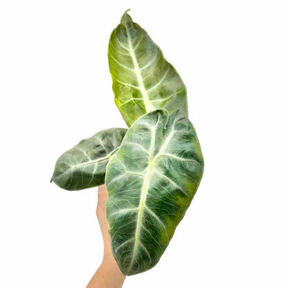 Alocasia Pink Dragon