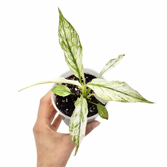 Spathiphyllum Sensation Variegata aux feuilles lancéolées panachées de blanc et vert dans son pot de culture