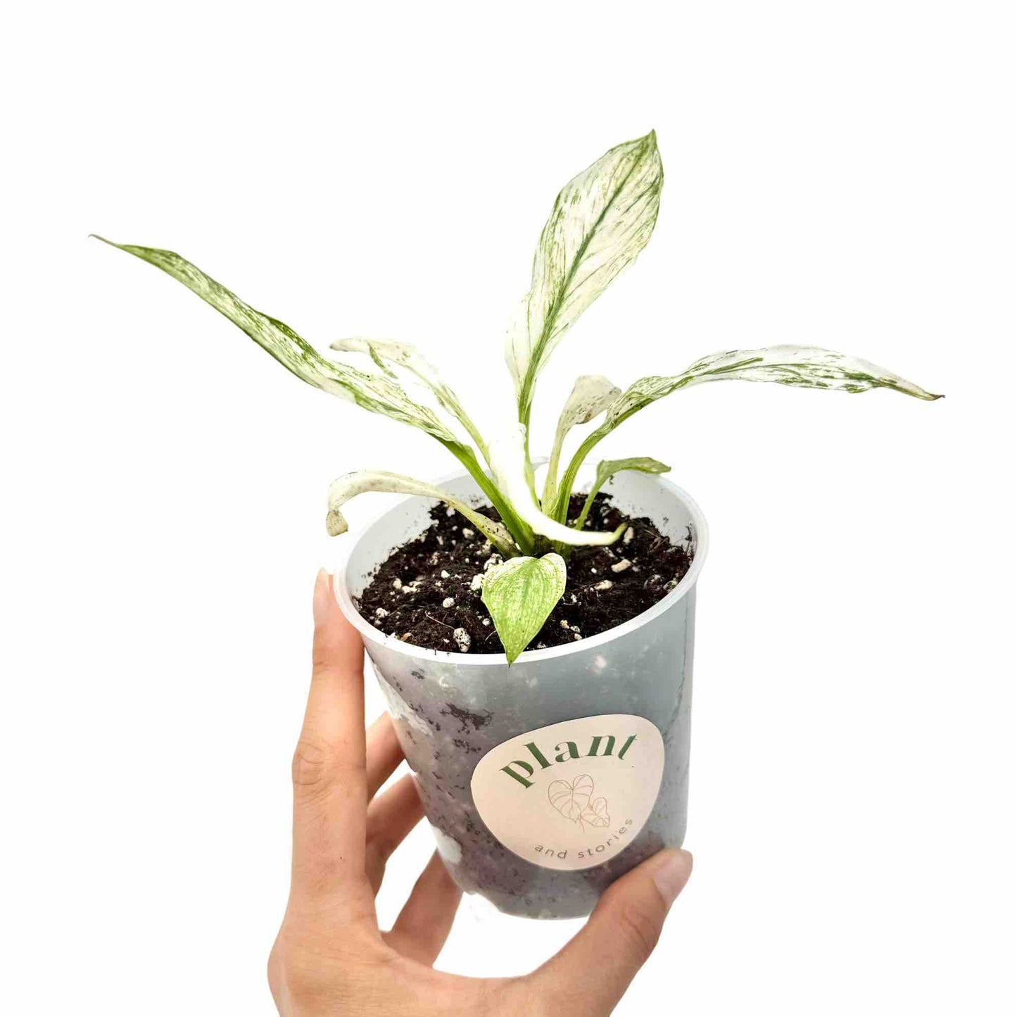 Spathiphyllum Sensation Variegata