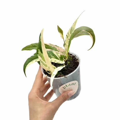 Ficus Sagittata Variegata - plantandstories