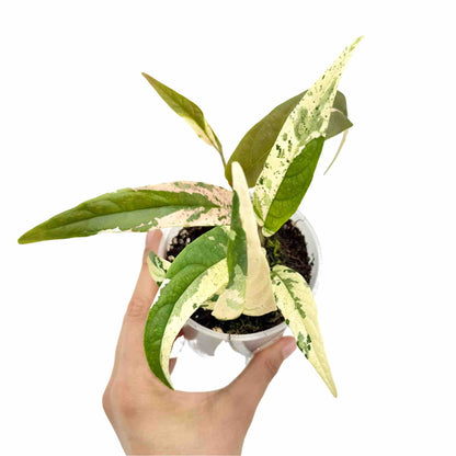 Ficus Sagittata Variegata - plantandstories