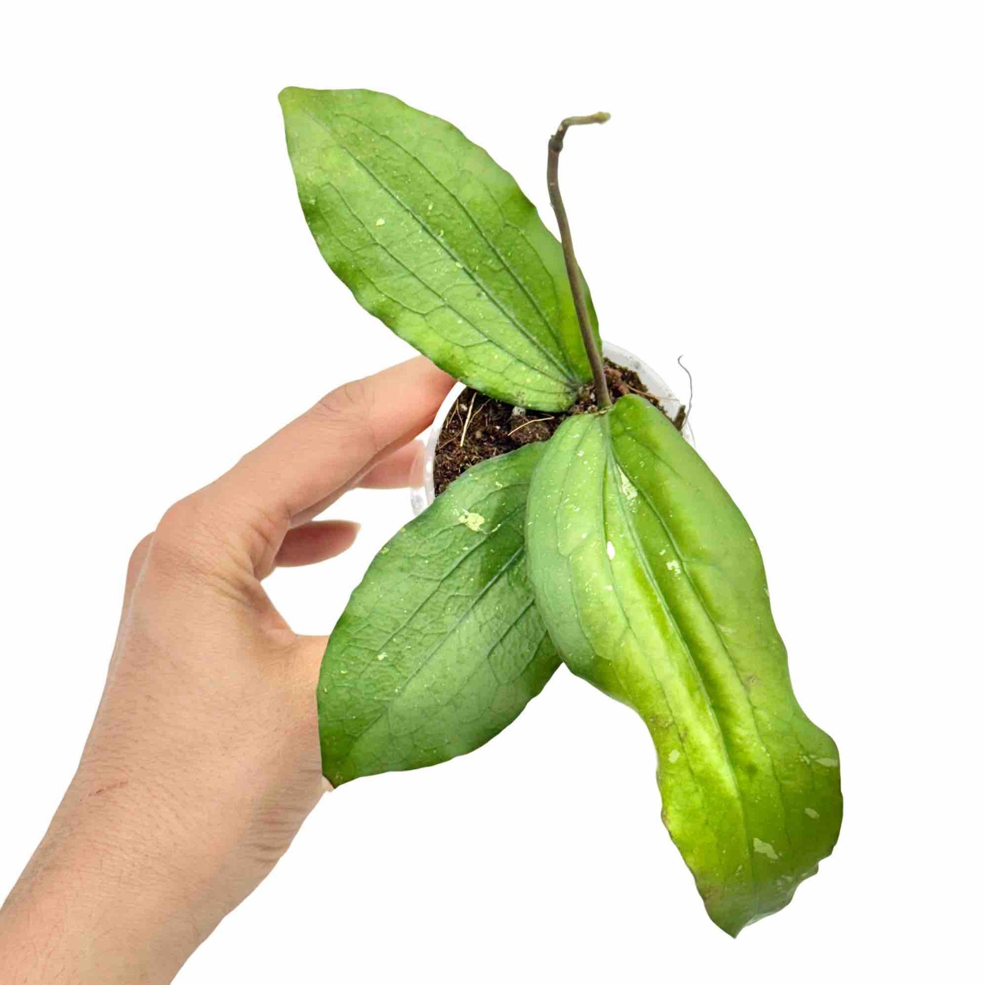 Une plante Hoya Erythrina, avec ses grandes feuilles ovales vert clair et un nouveau rameau, dans un pot transparent