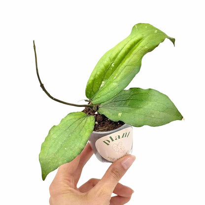 Hoya Erythrina - plantandstories