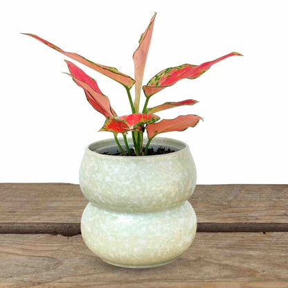 Cache-pot "Bulle" en céramique – 9 cm de diamètre