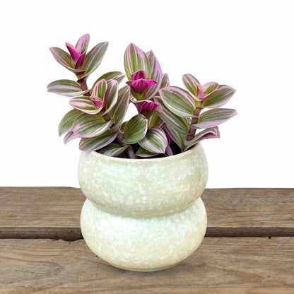 9cm ceramic plant pot Bubble Ceramic Plant Pot 9cm Textured Effect 3 Colors – plantandstories