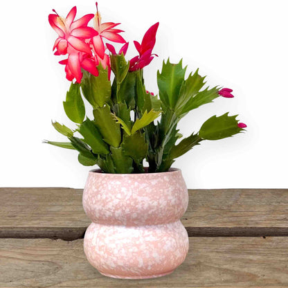 9cm ceramic plant pot Bubble Ceramic Plant Pot 9cm Textured Effect 3 Colors – plantandstories