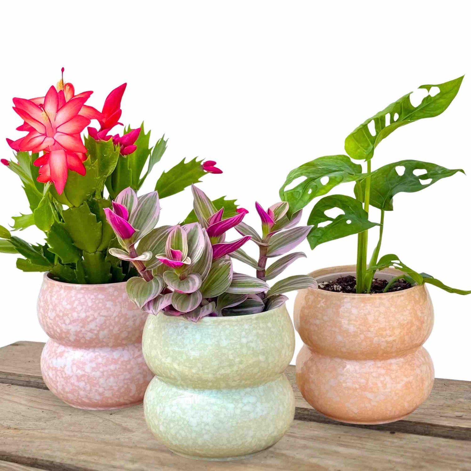 Trois cache-pots "Bulle" en céramique, de couleur rose, vert et orange, avec diverses plantes d'intérieur