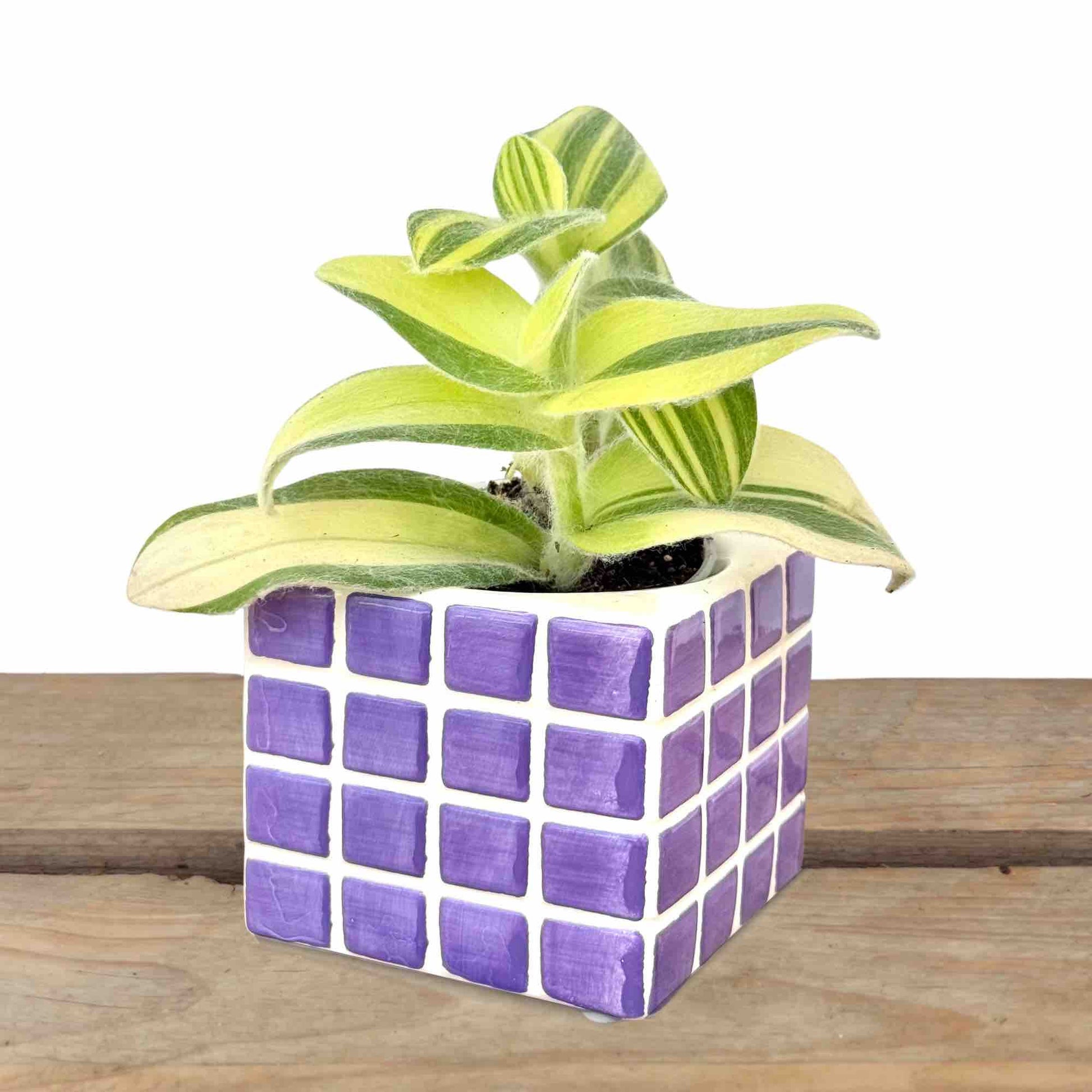 plant cache pot Pixel Ceramic Plant Pots 7x7cm, Colorful, Set of 3 – plantandstories