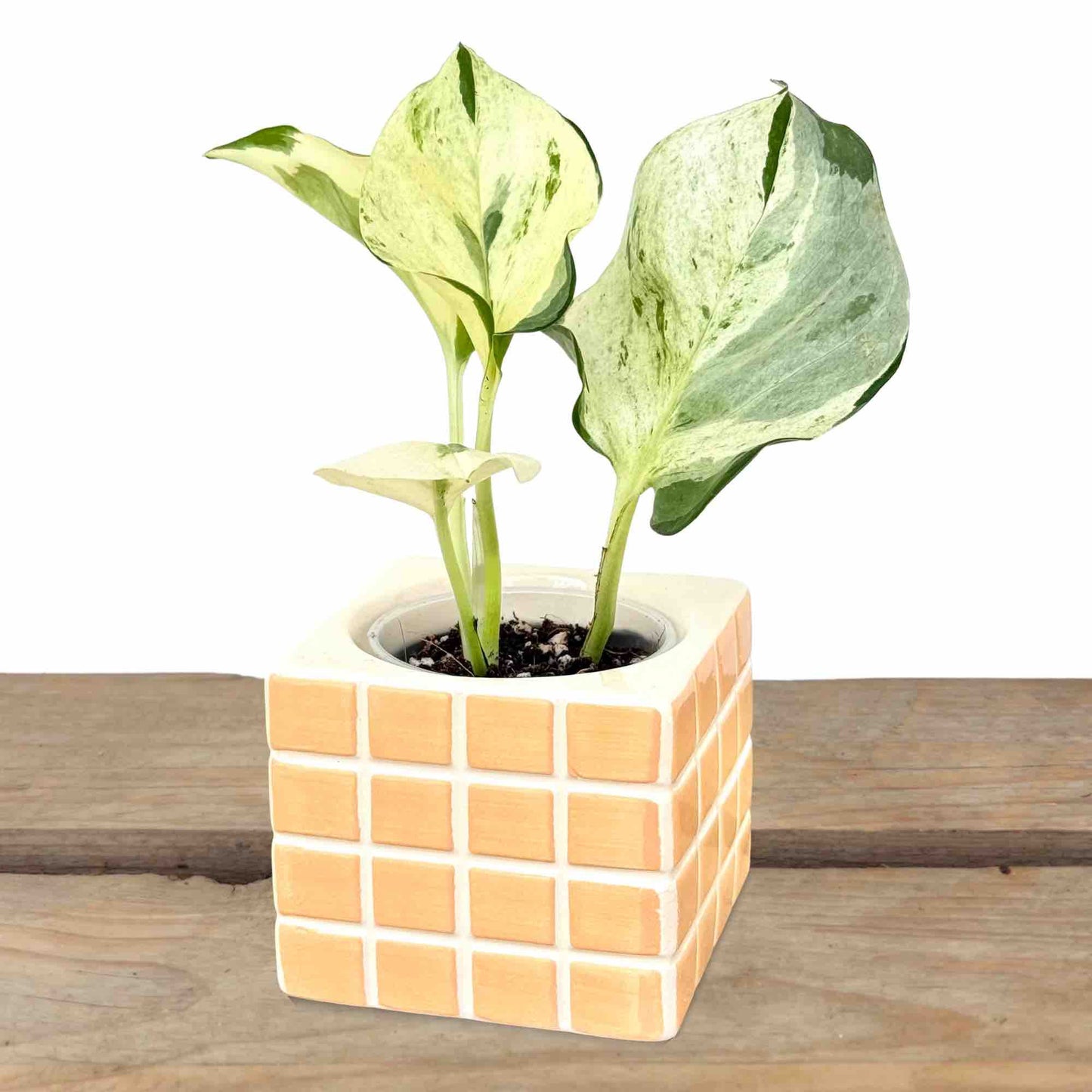 Lot 3 Cache - pots "Pixel" en céramique - Intérieur 6 cm de diamètre - plantandstories