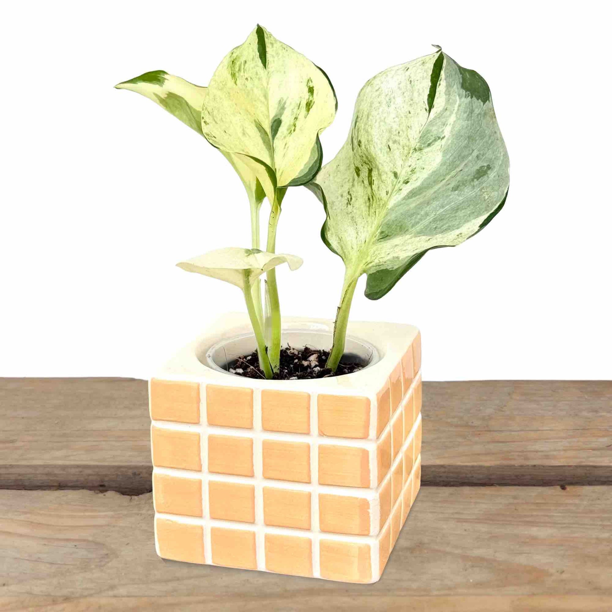 Lot 3 Cache - pots "Pixel" en céramique - Intérieur 6 cm de diamètre - plantandstories