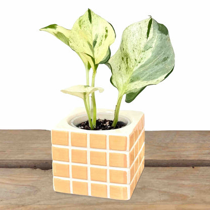 Lot 3 Cache - pots "Pixel" en céramique - Intérieur 6 cm de diamètre - plantandstories