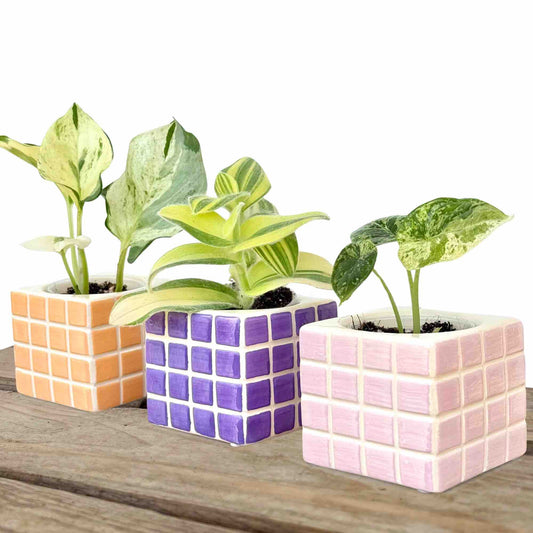 Trois cache-pots "Pixel" en céramique, un orange, un violet et un rose, accueillant de jeunes plantes aux feuillages variés