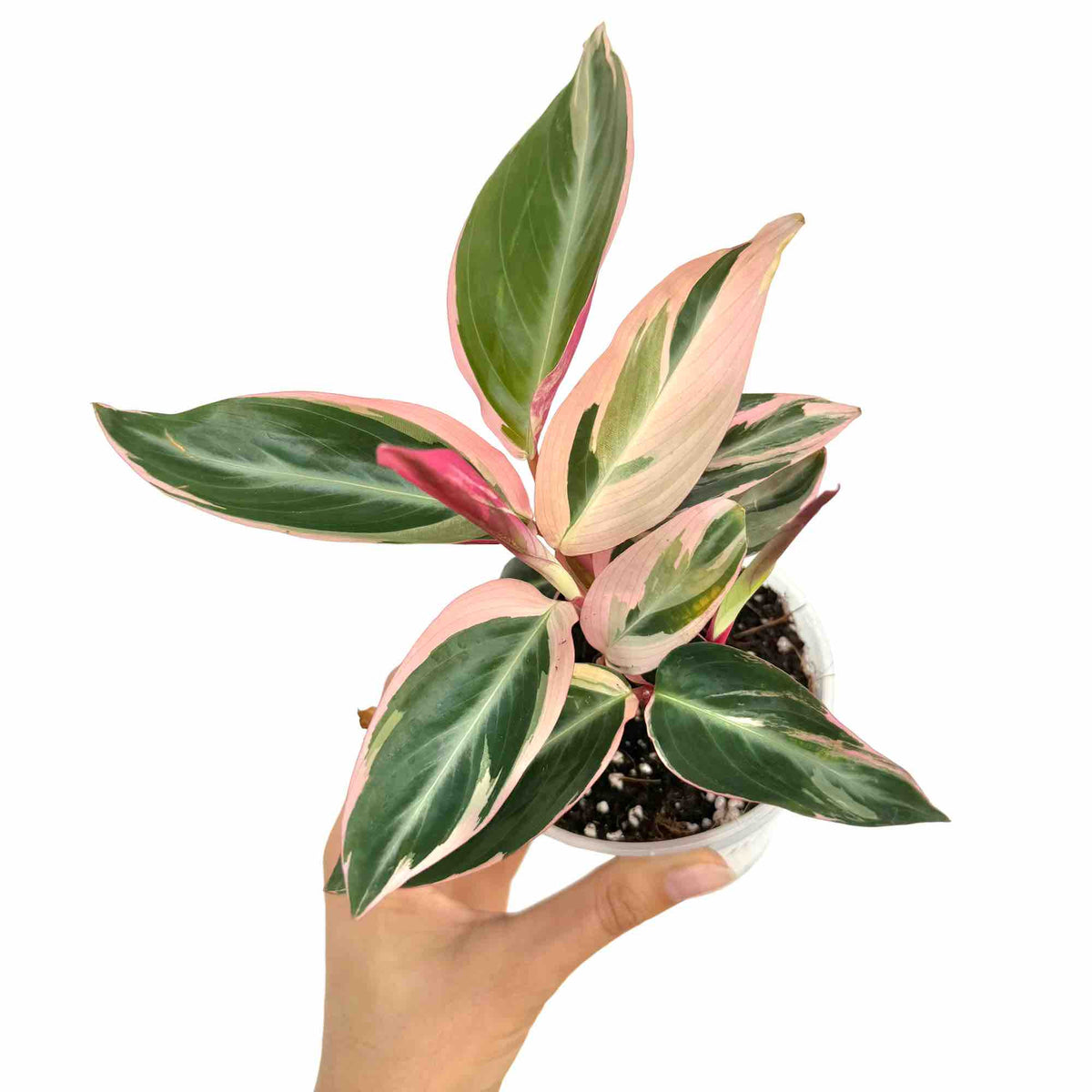 Stromanthe Triostar avec de grandes feuilles vertes panachées de rose pâle et de crème, plantée dans un pot rond