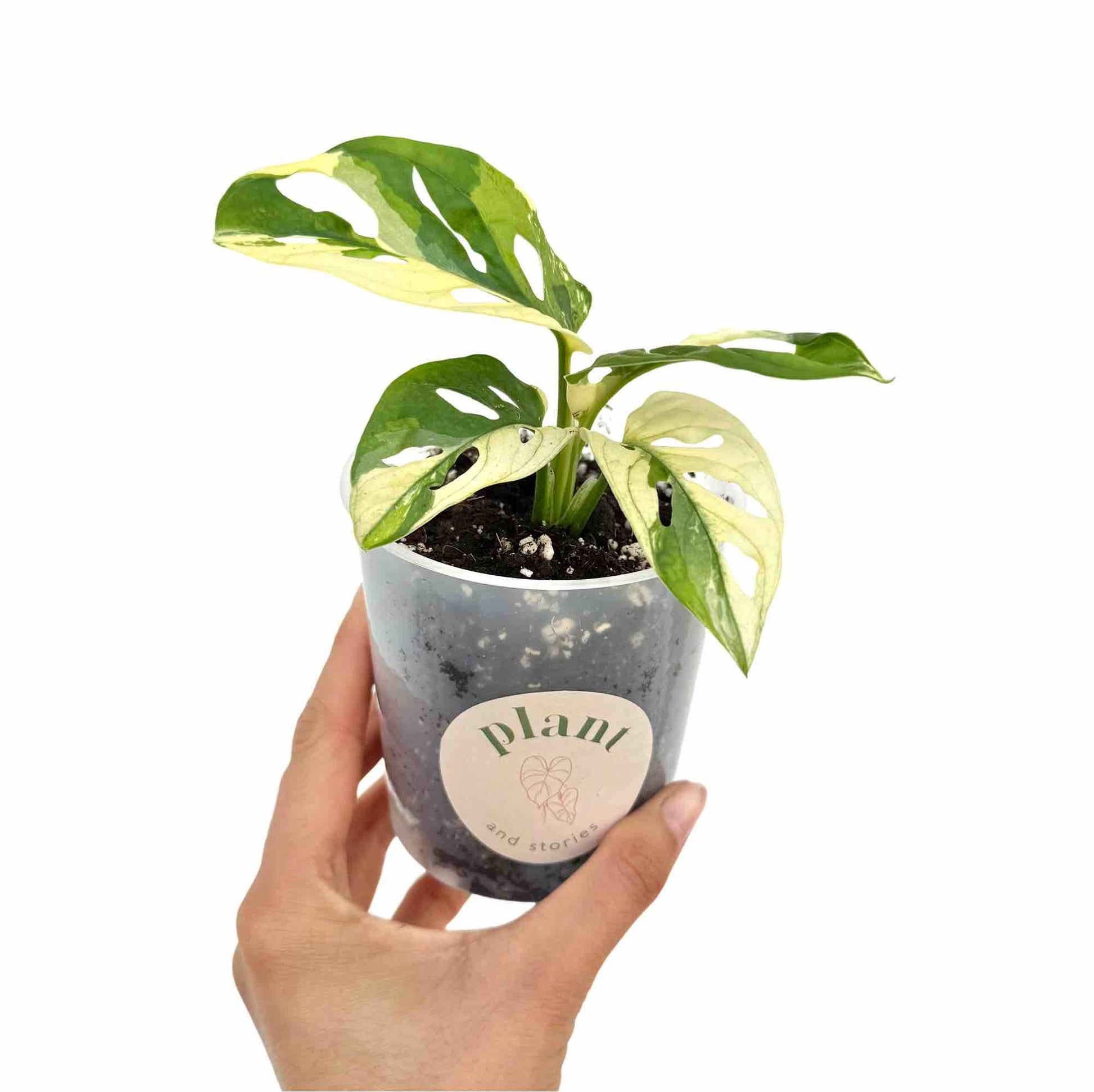 monstera adansonii white Monstera Adansonii Variegata Rare Pot 9cm Stake – plantandstories