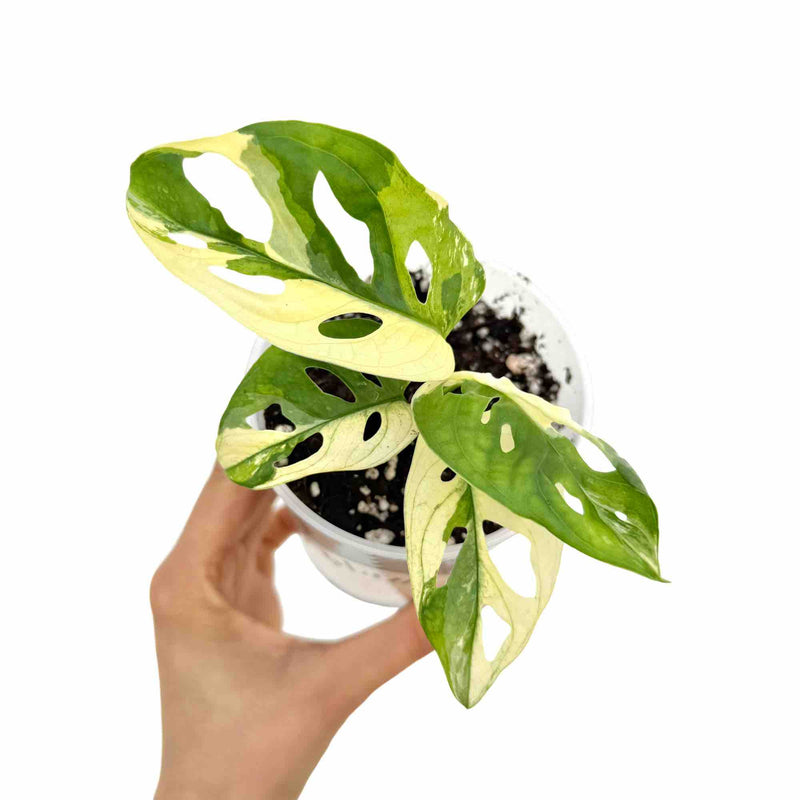 Monstera Adansonii Variegata