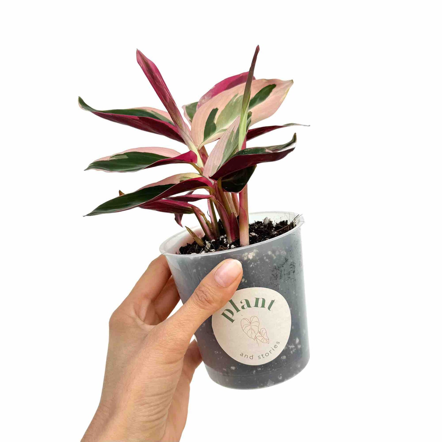 Stromanthe Triostar