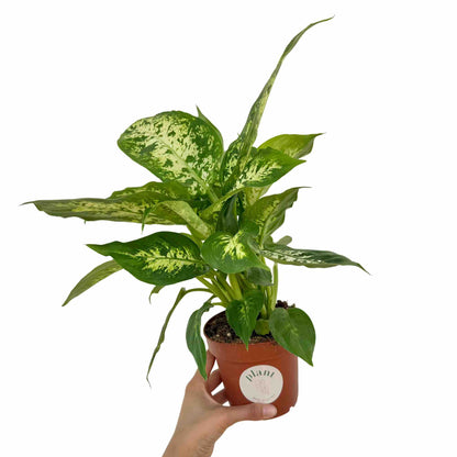Dieffenbachia Mars