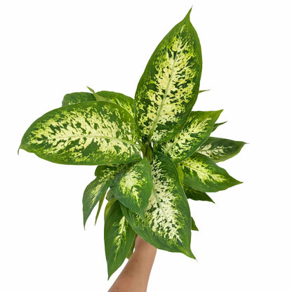 Dieffenbachia Mars
