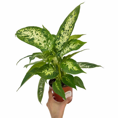 Dieffenbachia Mars